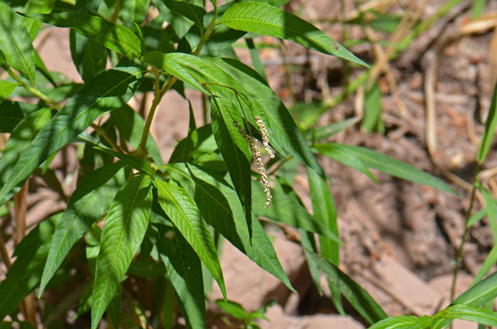 Persicaria lapathifolia, Curlytop Knotweed